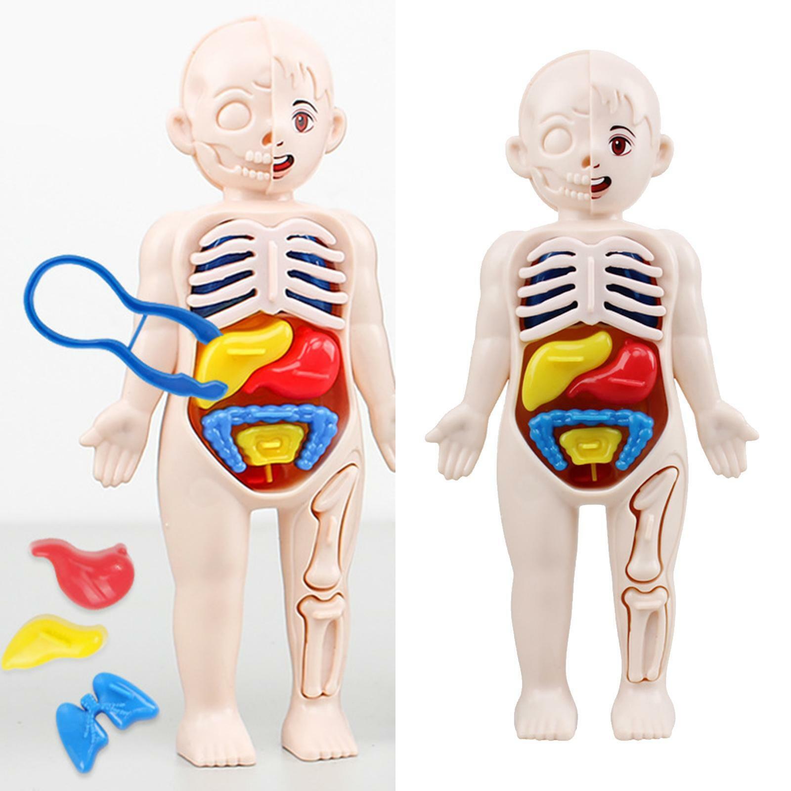 Jucarie educativa anatomie, model corpul uman