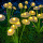 Set 2 x lampa solara 6 LED Jellyfish, Alb cald