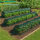 Set 5 x Tunel protectie plante 300x45 cm