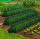 Set 10 x Tunel protectie plante 300x45 cm