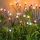 Set 4 x Lampa solara LED Multicolor, 8 bulbi licurici