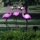 Set 3 x Lampa solara Flamingo 52 cm