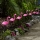 Set 3 x Lampa solara Flamingo 52 cm